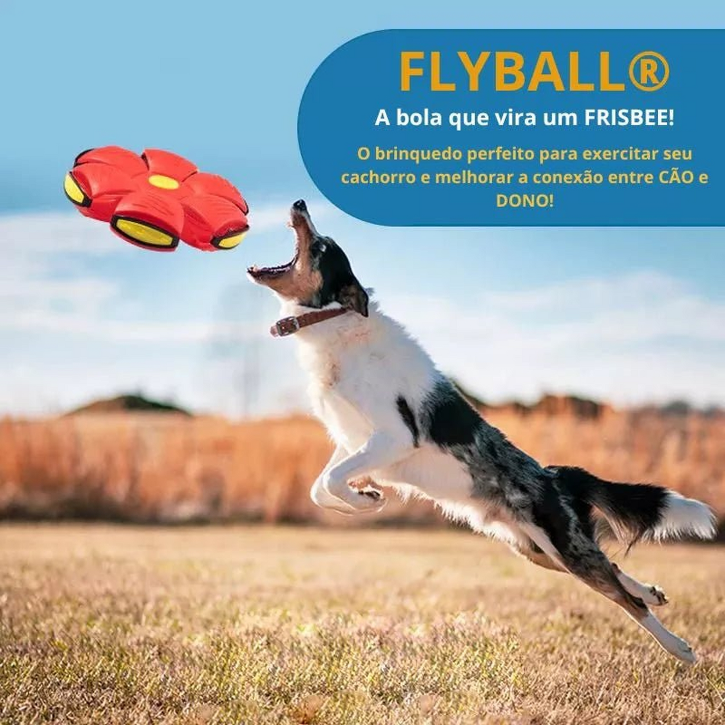 Flyball® Bola Voadora Para Cães